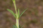 Roundpod St. Johnswort